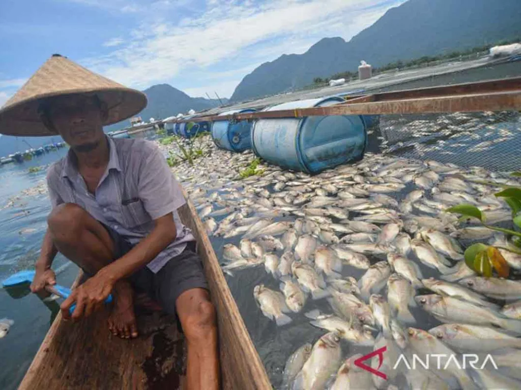 Penyebab Kematian 150 Ton Ikan di Danau Kampar Belum Dipastikan - GenPI.co SULTRA