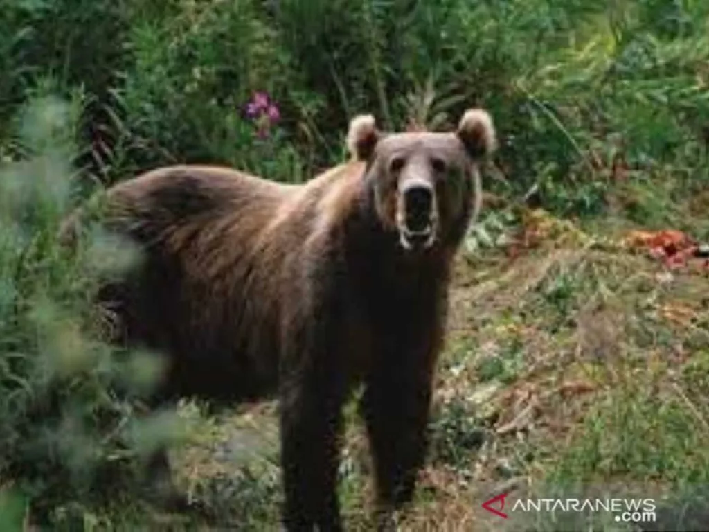 Beruang Liar Terekam Kamera Masuk Perkebunan Warga di Rohil - GenPI.co SUMSEL