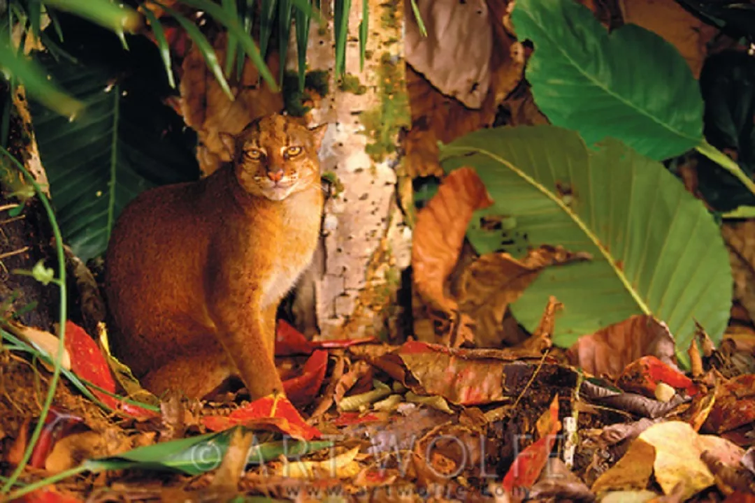 Kucing Merah Eksotik Khas Kalimantan ini Terancam Punah - GenPI.co