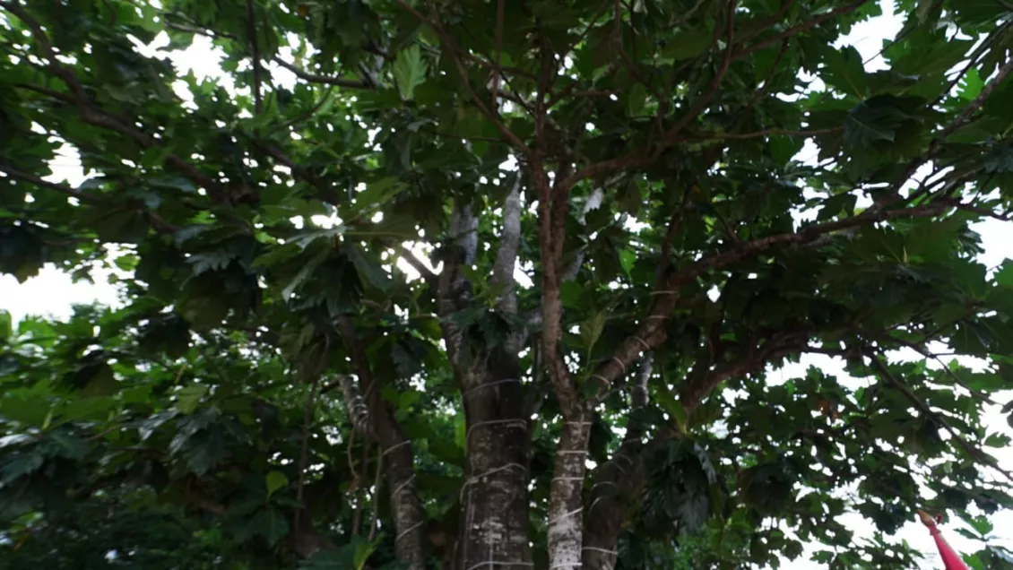 Pohon sukun menjadi salah satu peninggalan sejarah terbentukanya butir-butir pancasila. Karena tepat berada di samping Presiden Soekarno yang berada dalam dalam masa pengasingan ke Ende. (Foto: Inong Sapta)