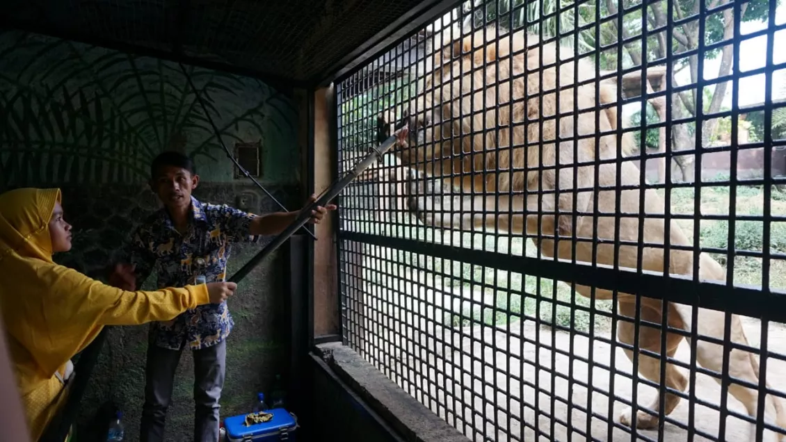 Selain bisa melihat langsung binatang di kebun binatang ini, para pengunjung juga dapat memberi makanan kepada singa. Tetapi harus di awasi oleh para petugas kebun binatang. (Foto: Dika Raharjo)