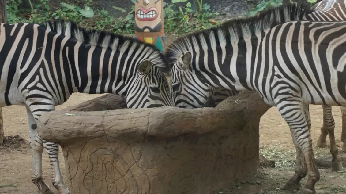 Zebra yang merupakan binatang asli Afrika yang berada di kebun binatang Secret Zoo, Kota Batu, Malang. (Foto: Dika Raharjo)