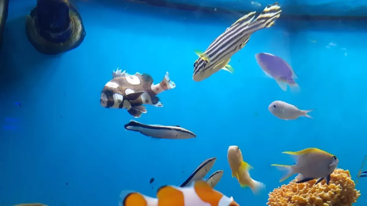 920 Koleksi Video Ikan Hias Aquarium Air Laut Terbaru