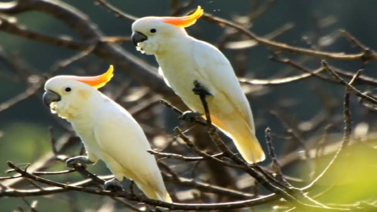 Taman Nasional Matalawa, Lihat Pesona Burung Endemik di Alam
