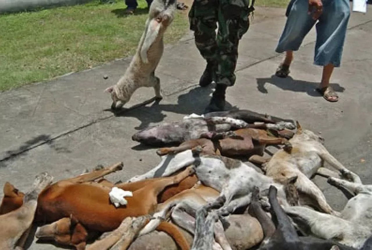 Alarm Bahaya! 12 Desa Seantero Bali Zona Merah Anjing Gila - GenPI.co BALI