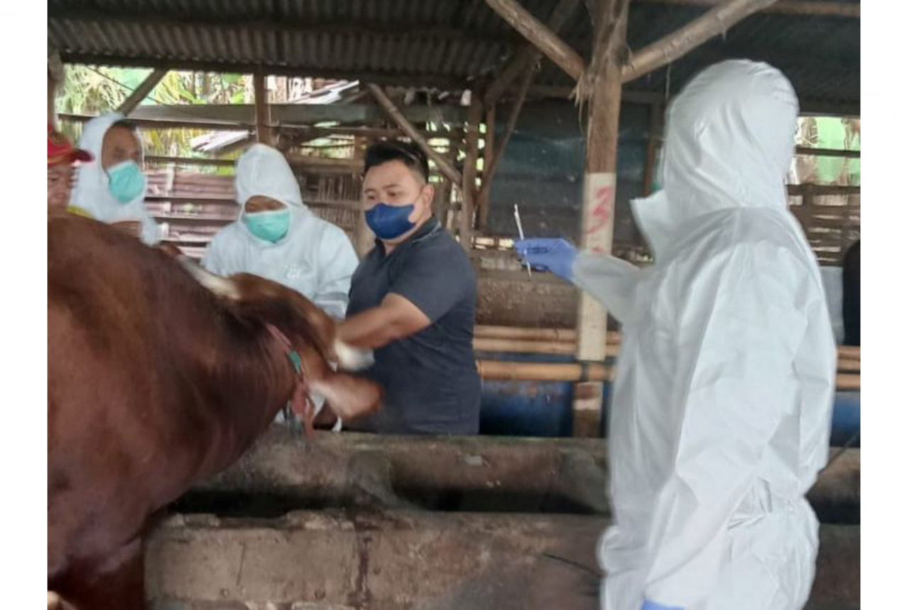 Efek Penyakit PMK, Bali Gagal Jual Sapi dan Babi ke Jatim - GenPI.co BALI