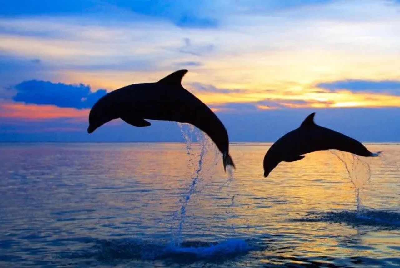 Langka! Lumba-lumba Tampak di Pantai Pengambengan Jembrana Bali - GenPI.co BALI
