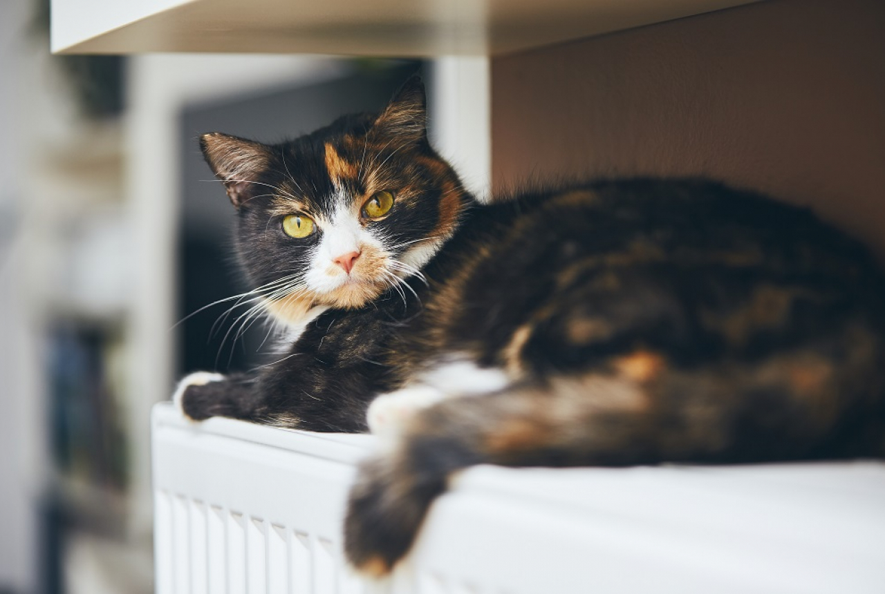 Kucing dengan COVID-19 Ditemukan di Belgia, Bisa Tulari Manusia? - GenPI.co