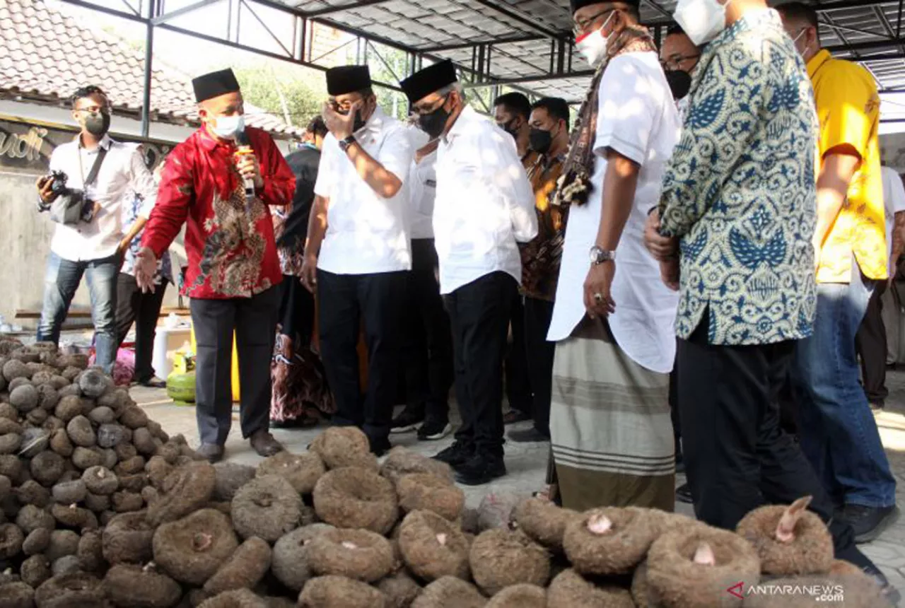 Petani Porang Mojokerto Senang, ini Sebabnya - GenPI.co Jatim