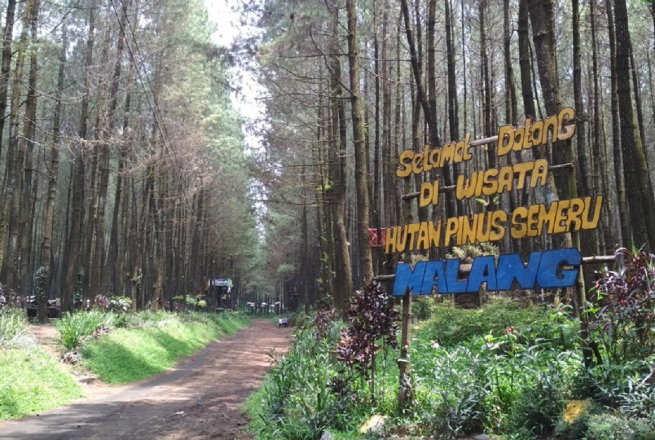Hutan Pinus Semeru Malang, Dulu Menyeramkan Kini Memesona - GenPI.co JATIM