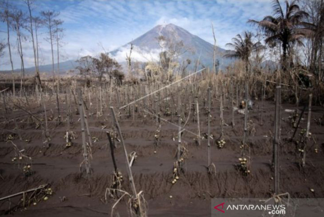 Erupsi Gunung Semeru Lahan Perhutani Rusak, Kopi Paling Serius - GenPI.co JATIM