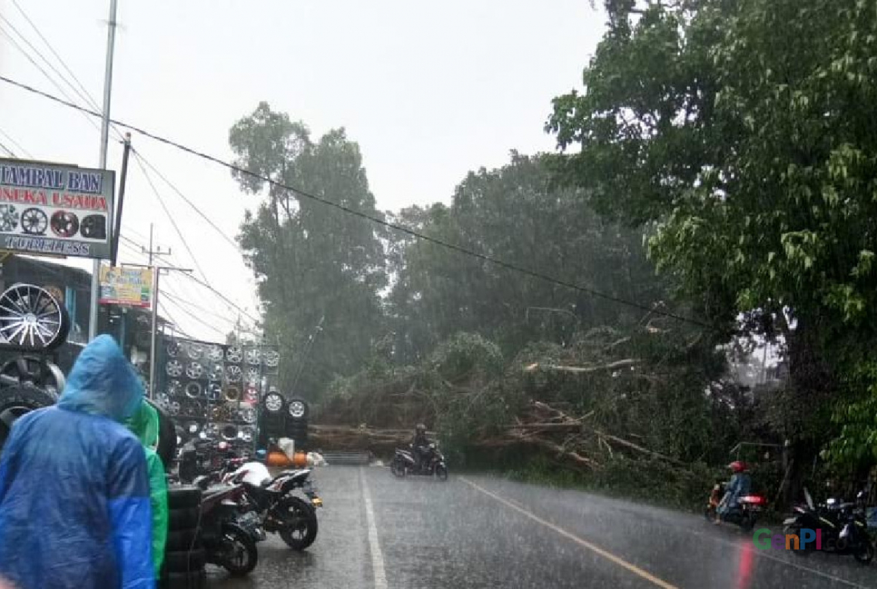 Pohon Tumbang di Malang, Akses ke Kepanjen Sempat Tersendat - GenPI.co JATIM