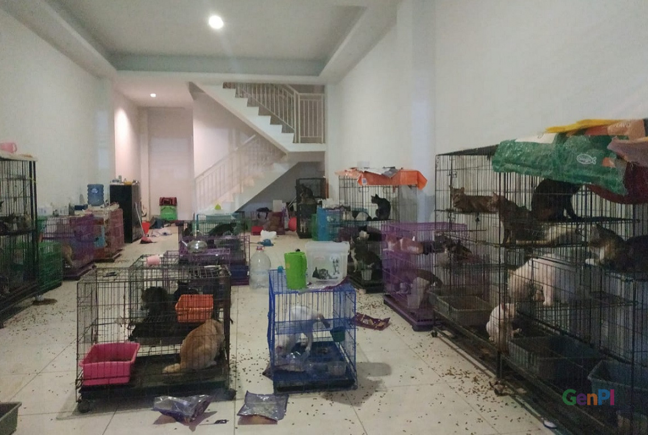 Ratusan Kucing Terlantar dalam Ruko Kondisinya Mengenaskan - GenPI.co JATIM