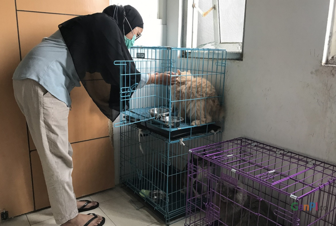 Komunitas Pencinta Kucing Sarankan Sterilisasi Agar Anabul Sehat - GenPI.co JATIM