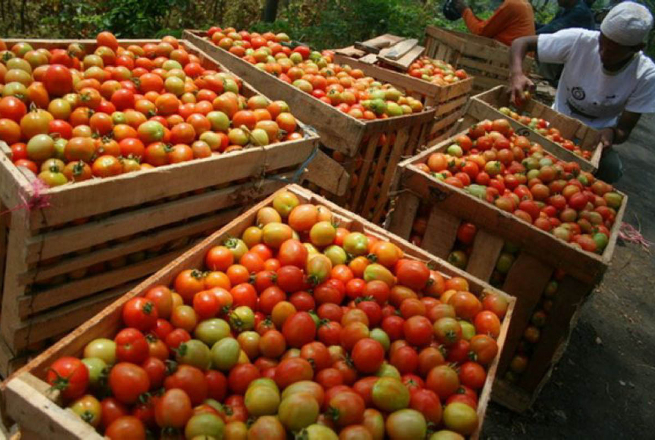 Bikin Makin Doyan, Nih Khasiat Tersembunyi Buah Tomat - GenPI.co JOGJA