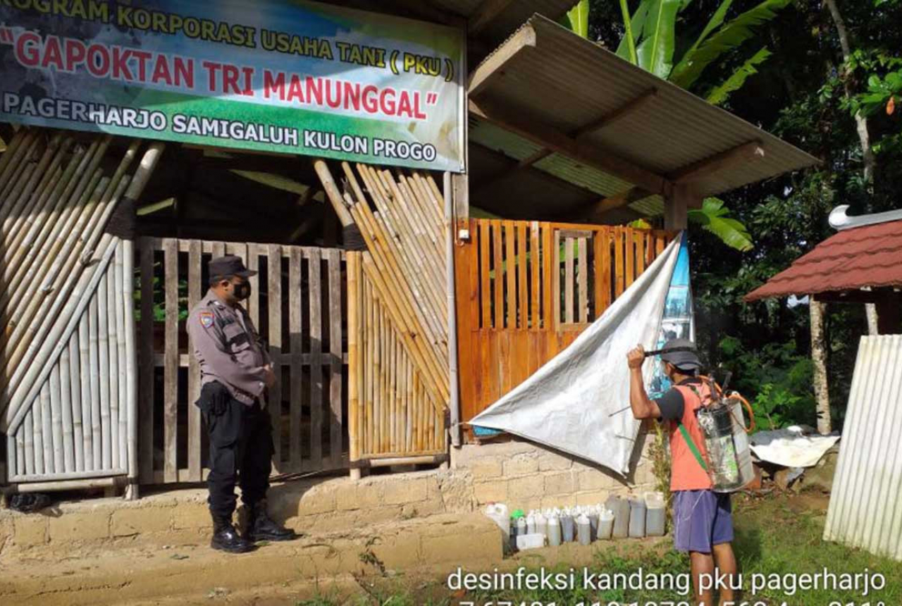 Temuan Penyakit PMK di Kulon Progo, 1 Desa Dilokalisir - GenPI.co JOGJA