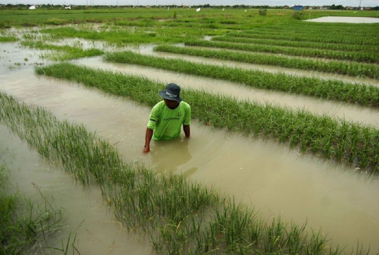 Baru Ditanami, Puluhan Hektare Sawah di Dompu Terendam Banjir - GenPI.co NTB