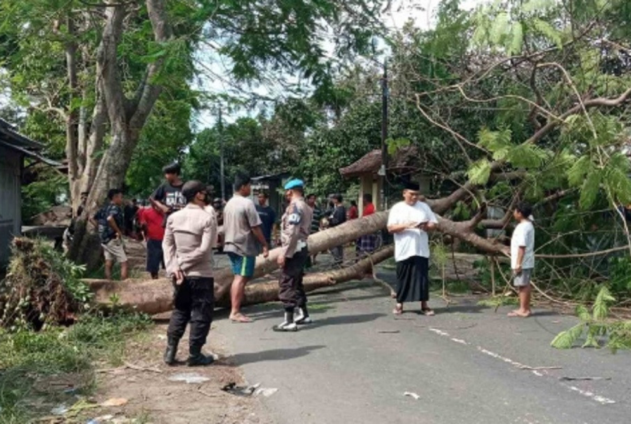 Pohon Tumbang di Kuripan Lobar, Satu Orang Terluka - GenPI.co NTB