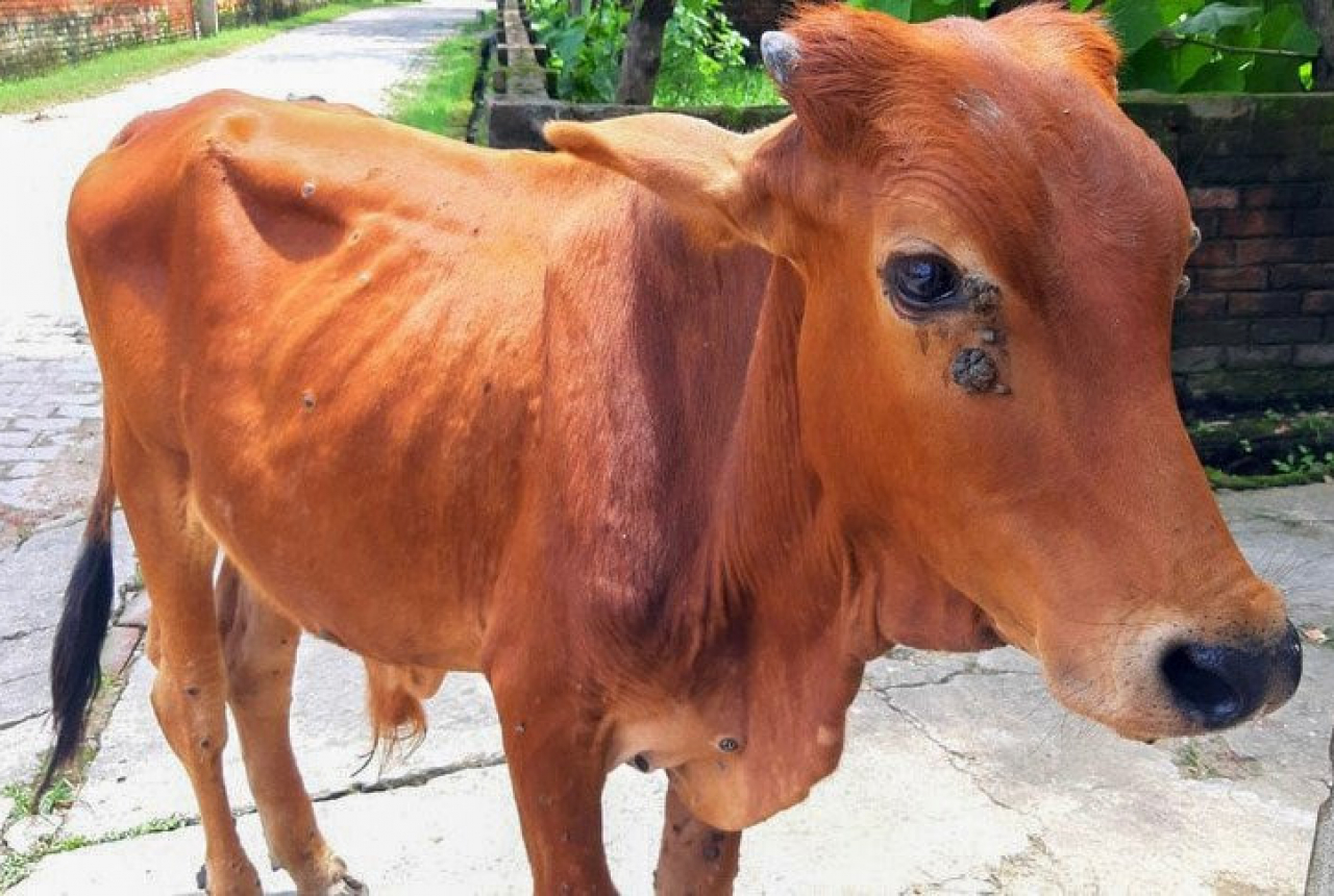 Astaga, Puluhan Ekor Sapi di Loteng Diduga Terkena Virus - GenPI.co NTB