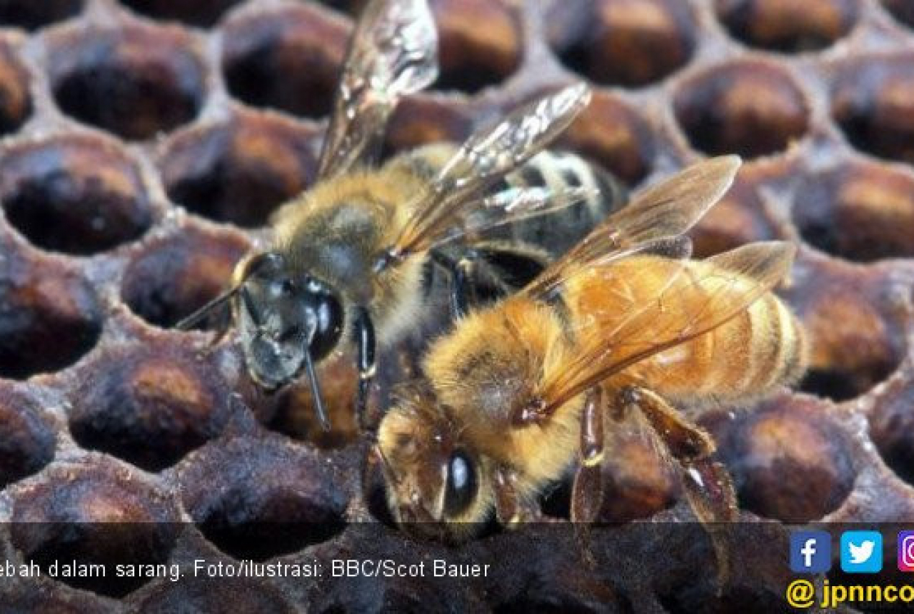 Saat Terkena Sengatan Lebah, Segera Lakukan Hal Ini - GenPI.co NTB