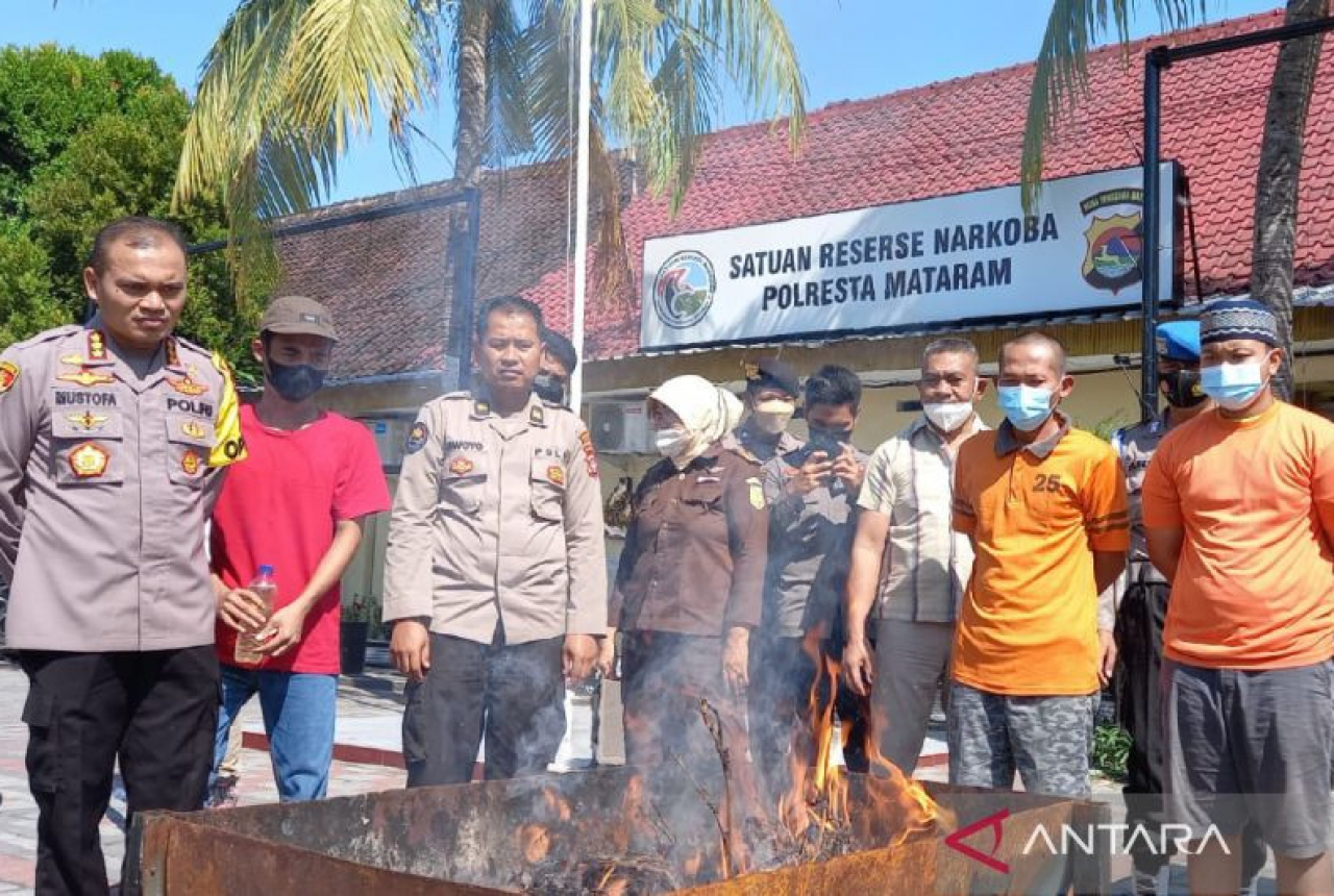 Lengkapi Berkas ke Jaksa, Polres Mataram Musnahkan Ganja - GenPI.co NTB