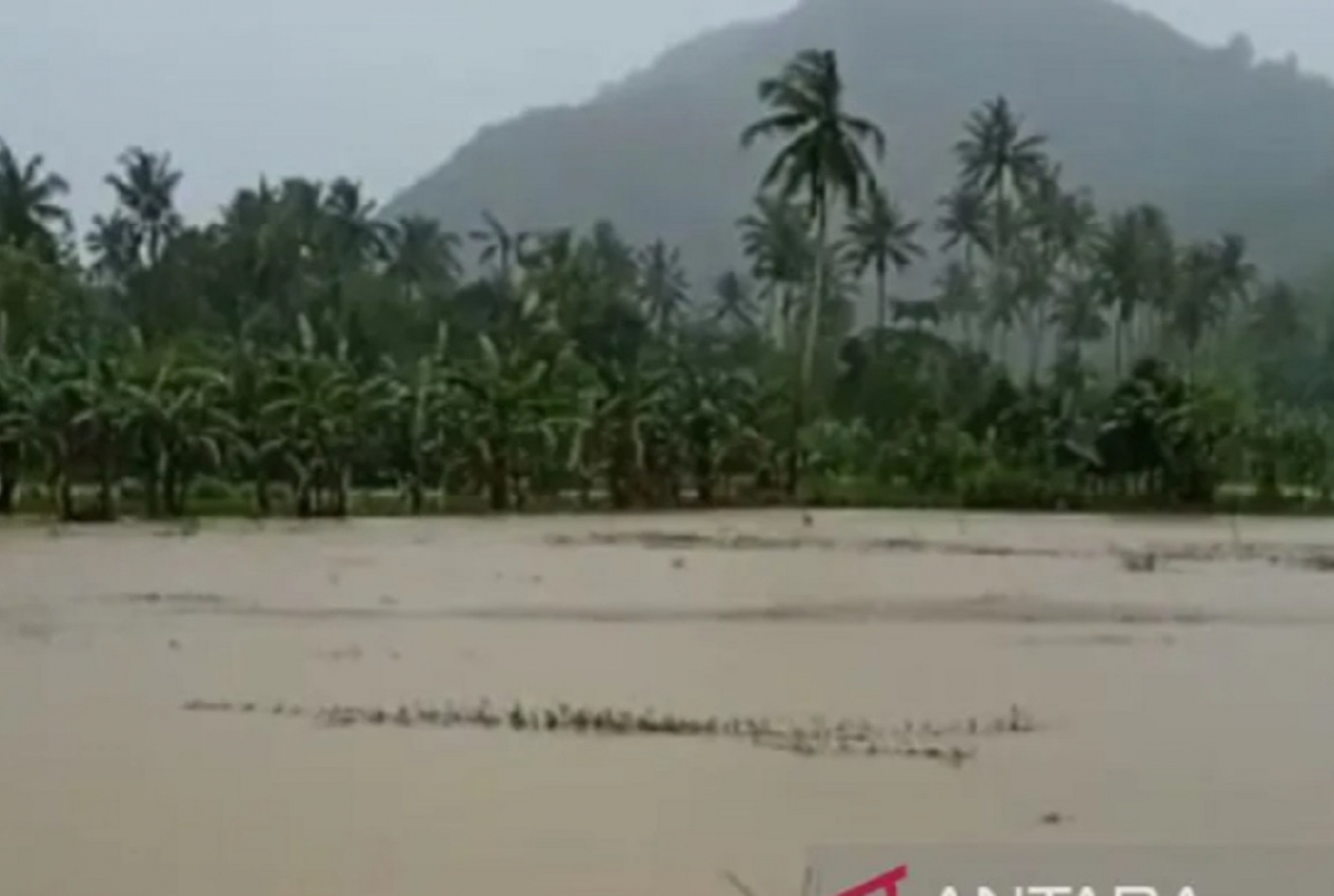 Hujan, Ratusan Hektare Sawah di NTB Terendam Banjir - GenPI.co NTB
