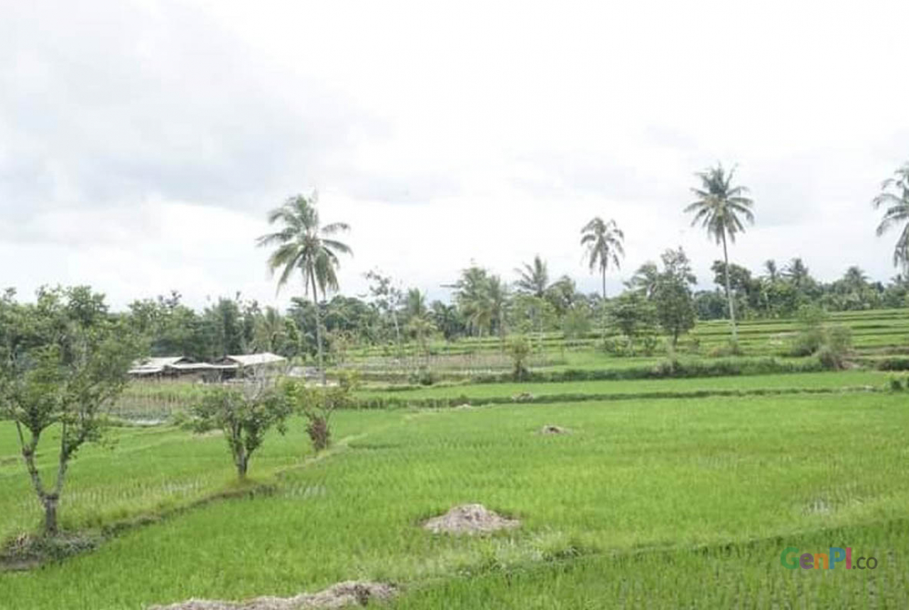 Lahan Pertanian di Lombok Menyusut Tiap Tahun - GenPI.co NTB