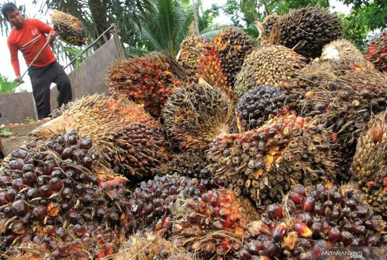 Ambyar! Harga Kelapa Sawit Riau Hingga 29 Maret 2022 - GenPI.co RIAU
