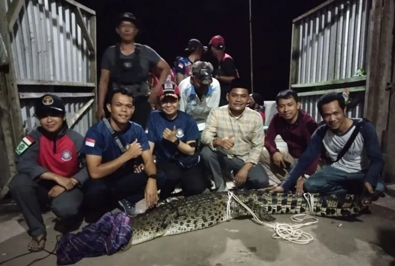 Berjuang 5 Jam, DKPP Inhil Tangkap Buaya 5 Meter - GenPI.co RIAU