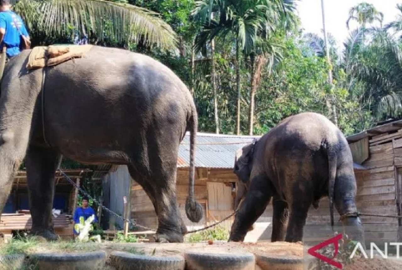 Gajah Sumatera Hamil Ditemukan Tewas di Bengkalis - GenPI.co RIAU