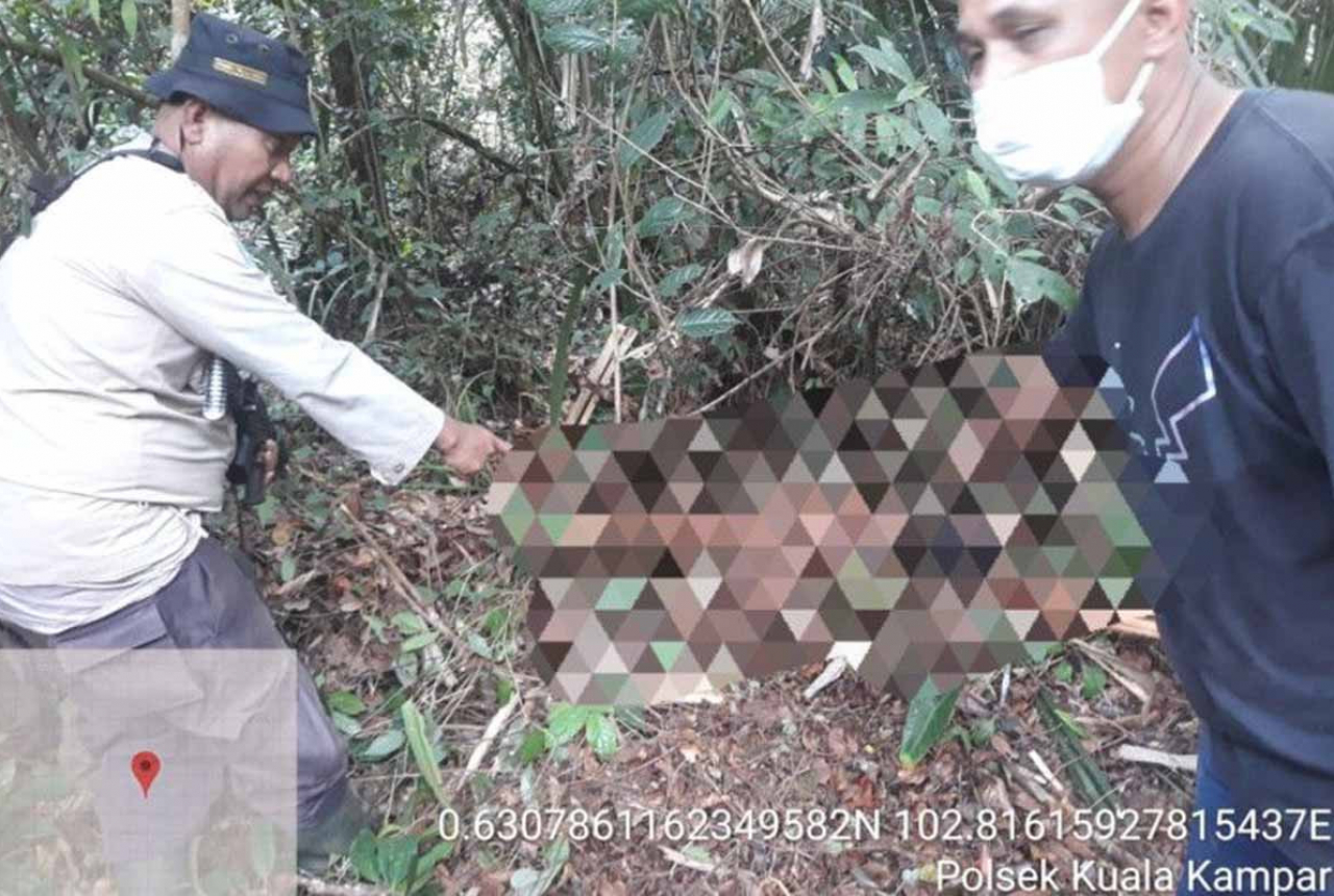 Seorang Wanita Diserang Harimau, BBKSDA Riau Pasang Perangkap - GenPI.co RIAU