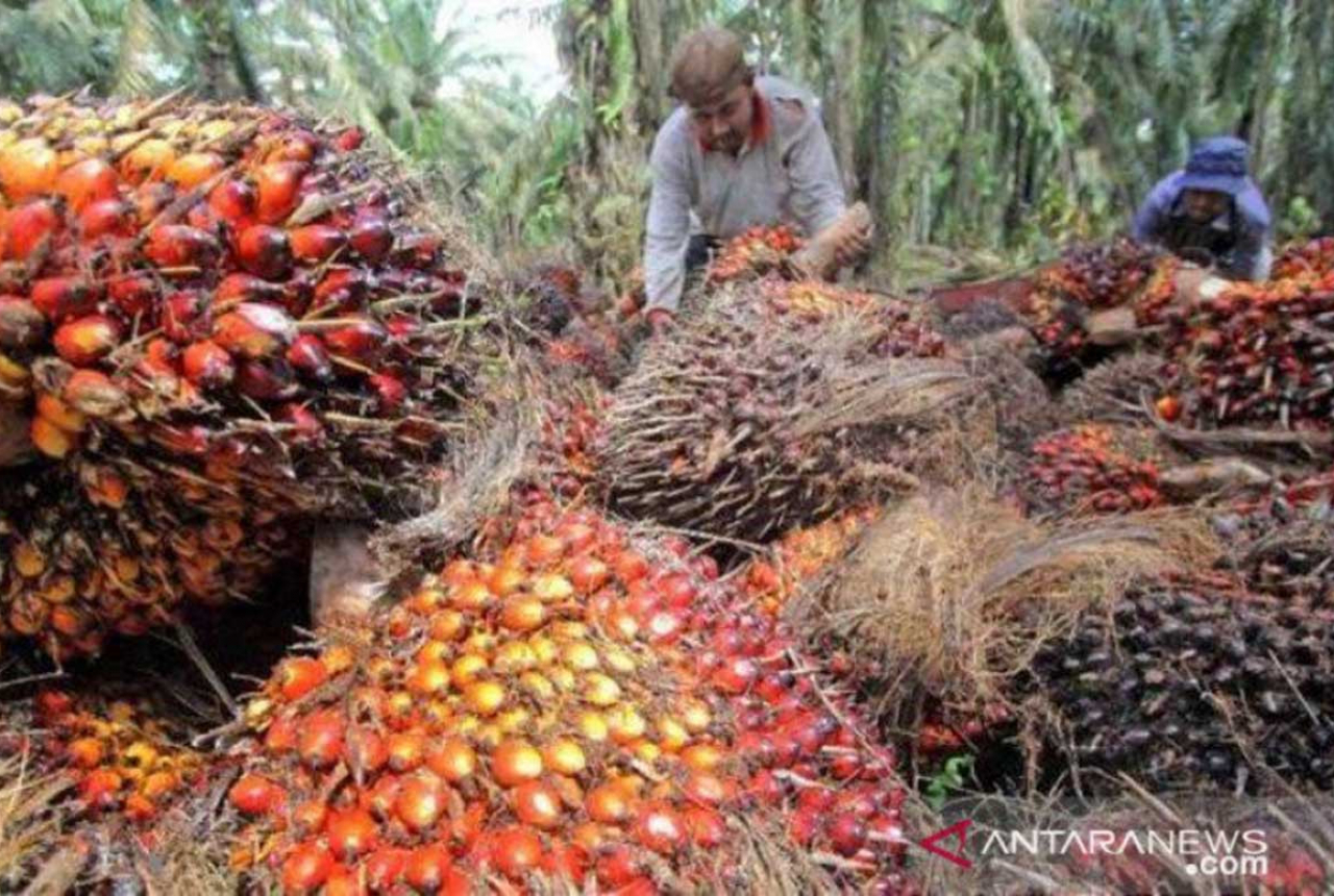 Gubernur Riau Sebut Penerimaan Pajak Kebun Sawit Masih Minim - GenPI.co RIAU