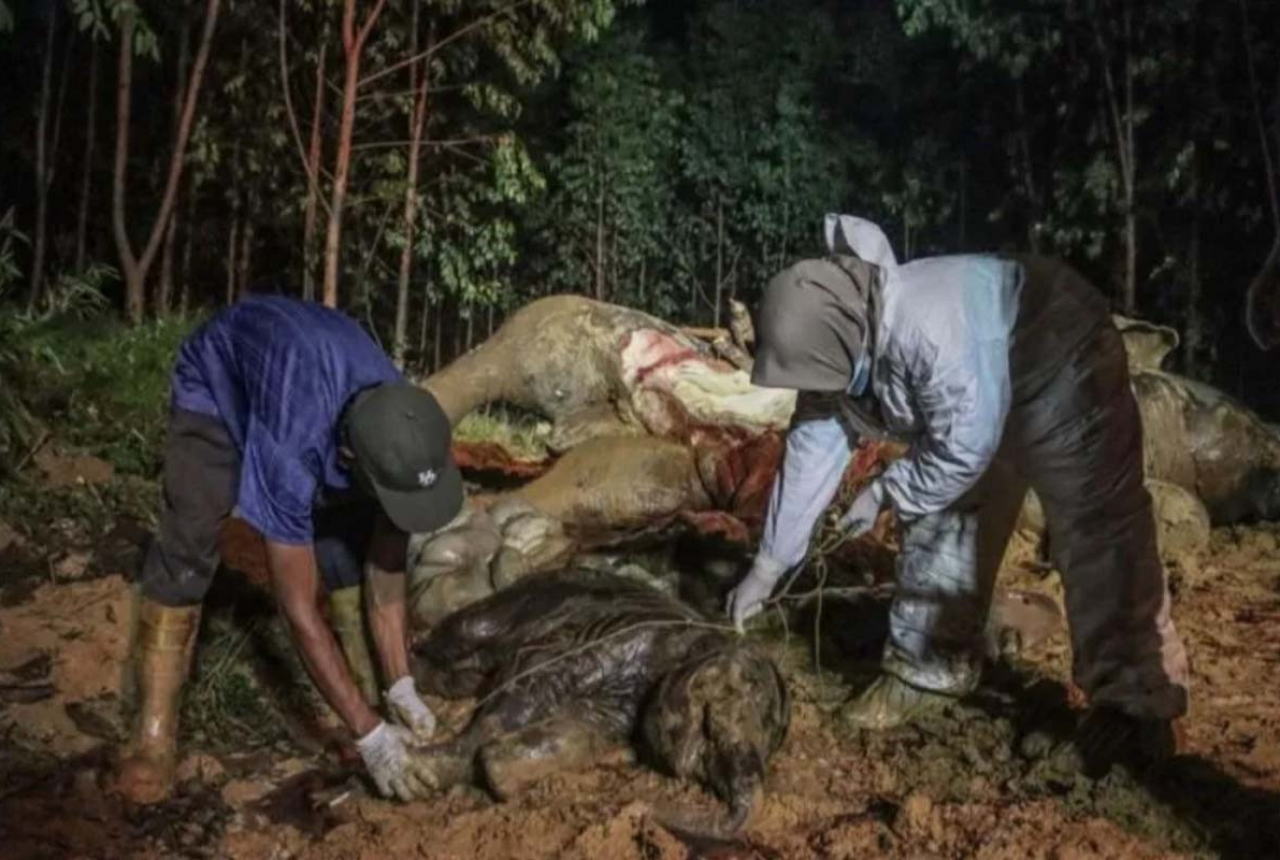 Gajah Bunting Ditemukan Mati di Bengkalis, Ternyata Diracun - GenPI.co RIAU