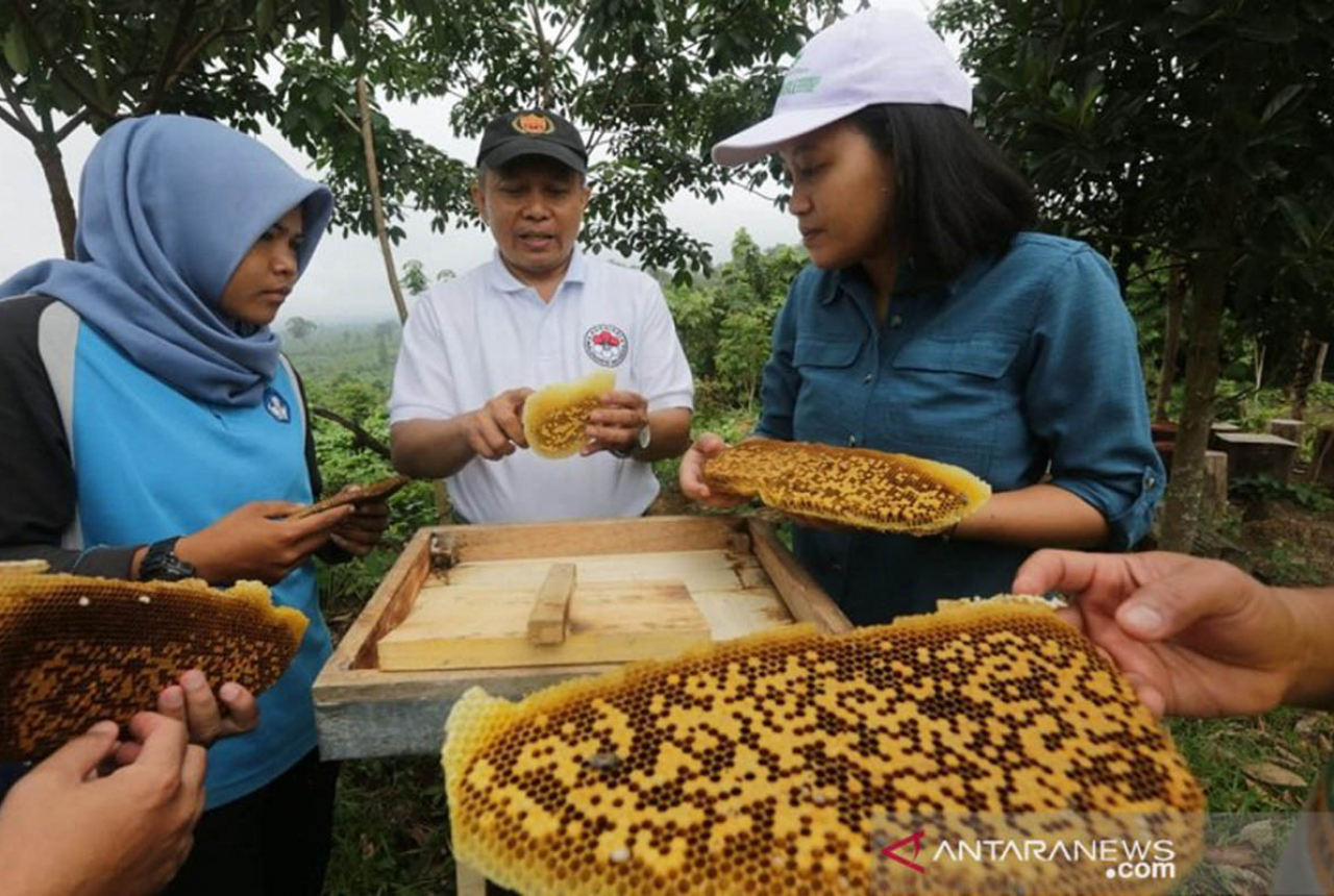 3 Khasiat Lilin Lebah untuk Kesehatan, Bisa Melembapkan Kulit! - GenPI.co RIAU