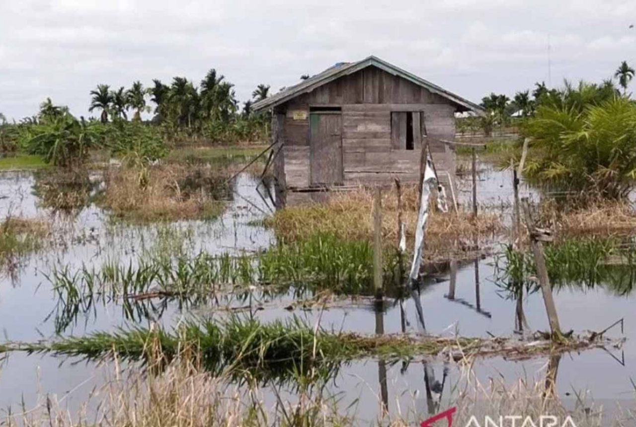 Terancam Gagal Panen, Ribuan Hektare Lahan di Inhil Terendam Banjir - GenPI.co RIAU