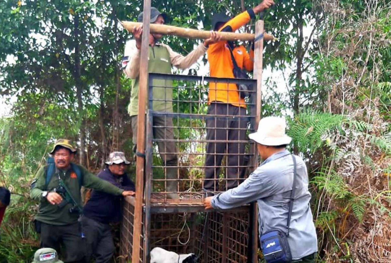 Harimau Makan Ternak, BBKSDA Riau Pasang Kandang Jebak - GenPI.co RIAU
