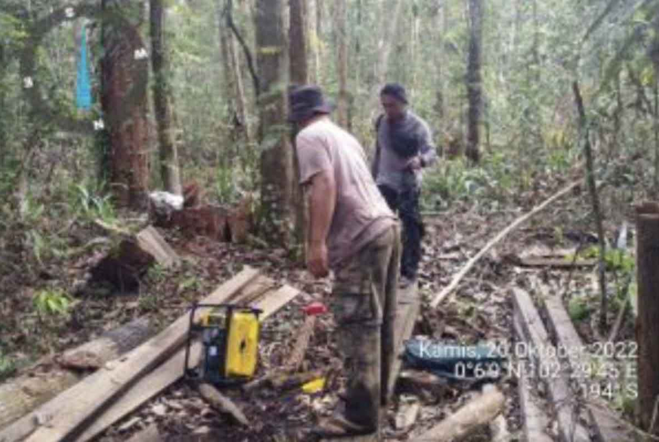 BBKSDA Riau Tangkap Perambah Hutan Suaka Margasatwa - GenPI.co RIAU