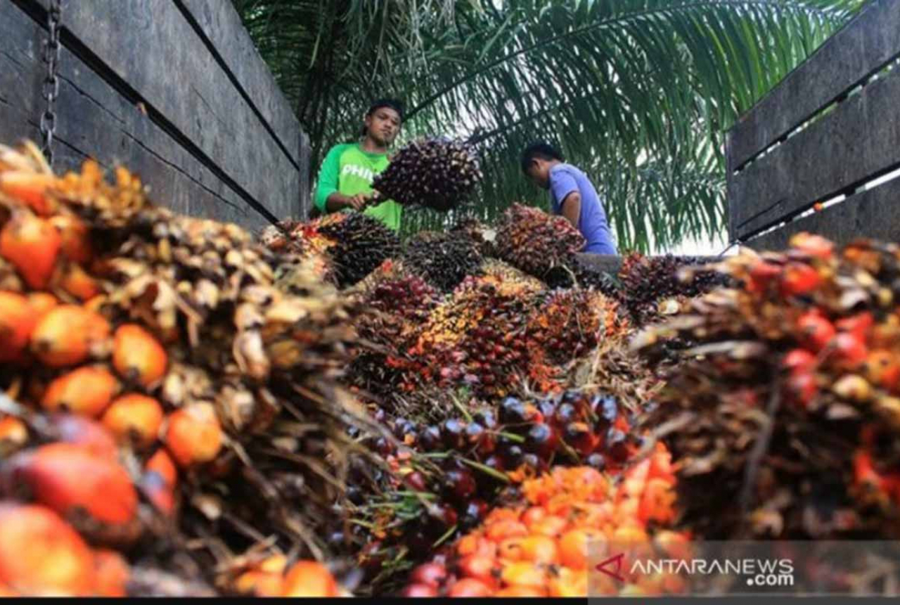 Wow, Nilai Tukar Petani Riau Jadi yang Tertinggi pada Oktober Ini - GenPI.co RIAU