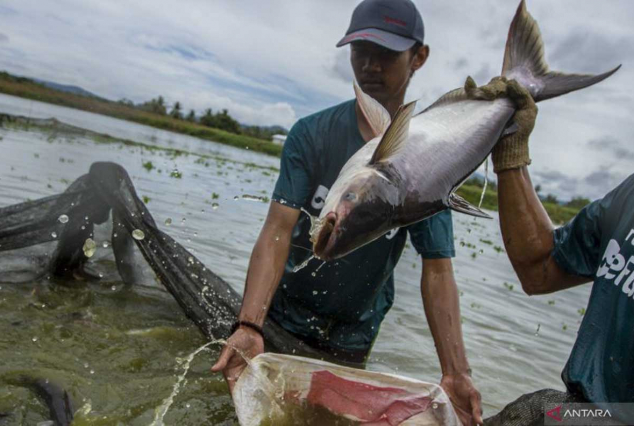 Top! Bisnis Ikan Patin dari Kampar Dipromosikan ke Arab Saudi - GenPI.co RIAU