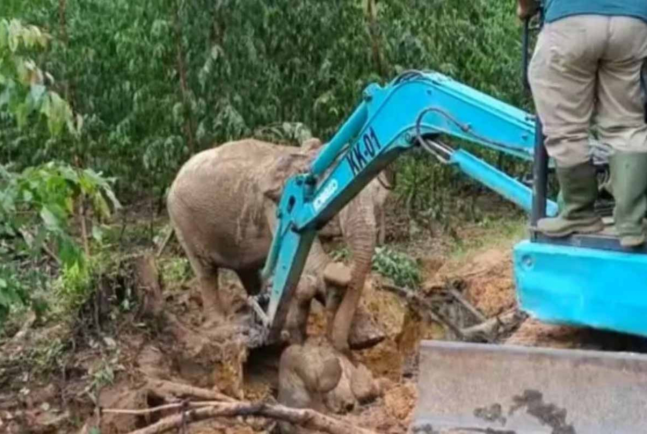 BBKSDA Riau Turun Tangan, Anak Gajah Jatuh ke Lubang di Siak - GenPI.co RIAU