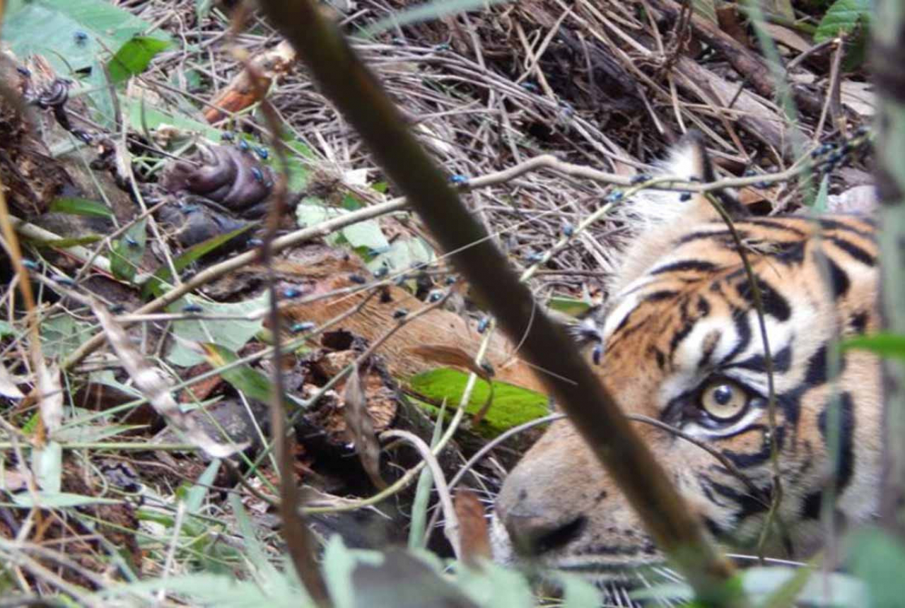 Harimau Berkeliaran di Permukiman, BBKSDA Riau Duga dari TN Zamrud - GenPI.co RIAU