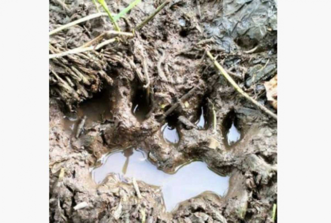 Jejak Diduga Harimau Ditemukan di Dekat Permukiman di Siak - GenPI.co RIAU