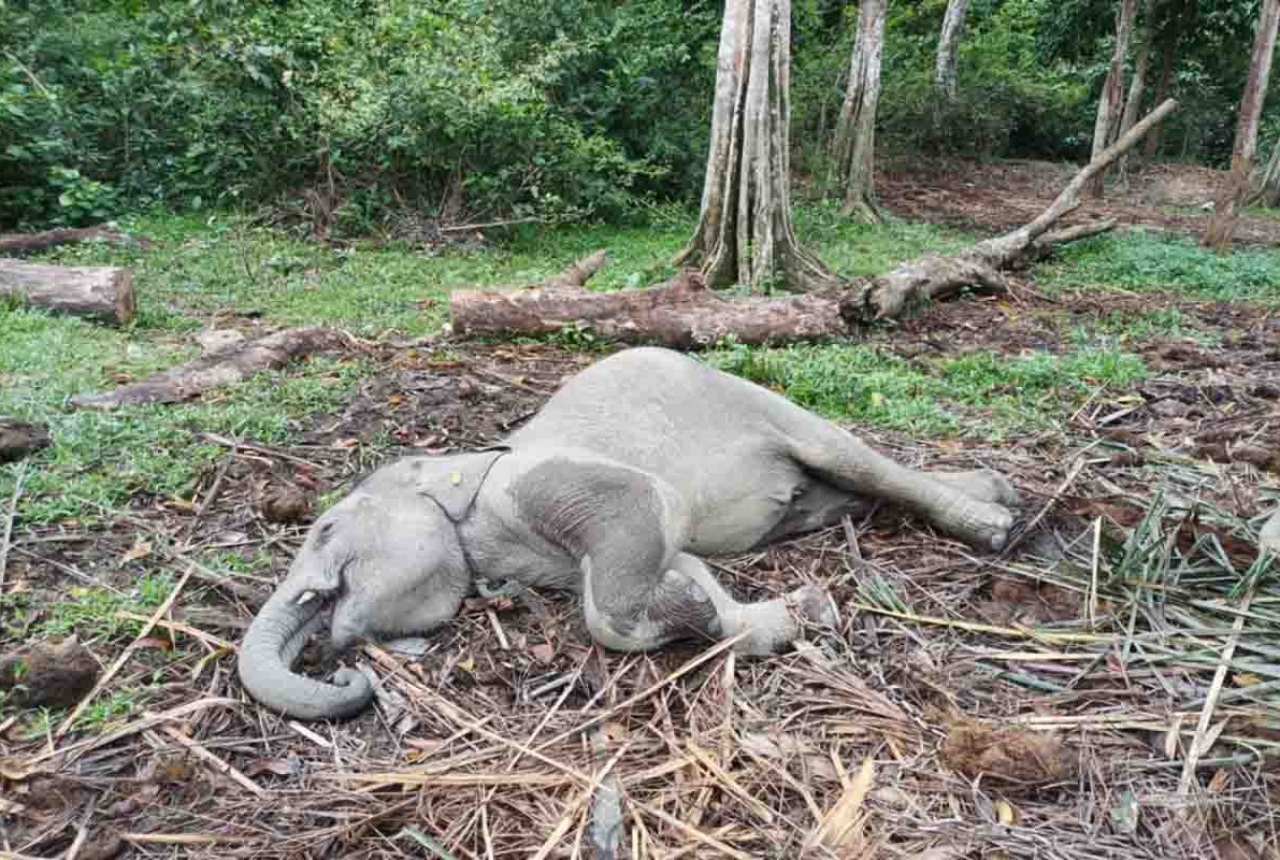 Anak Gajah Mati di TWA Kampar, BBKSDA Riau Beber Penyebabnya - GenPI.co RIAU