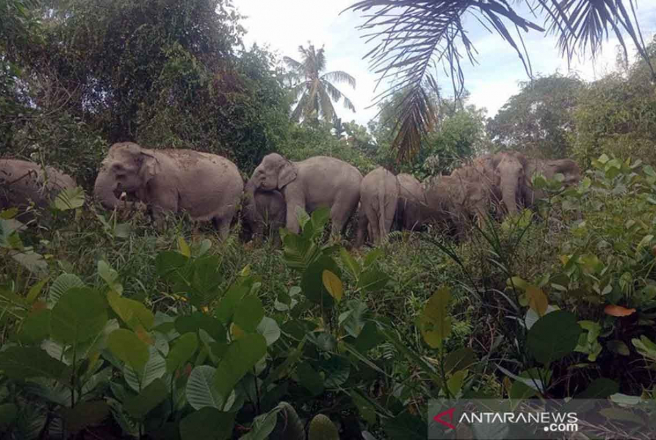 Antisipasi Konflik, Gajah di Sekitar Tol Pekanbaru Dipasang GPS Collar - GenPI.co RIAU