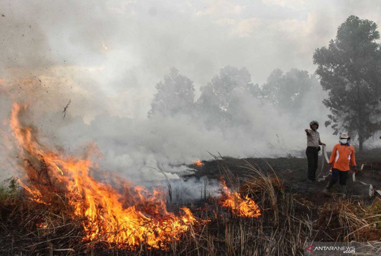 Mendekati Musim Kemarau, BPBD Riau Waspadai Karhutla - GenPI.co RIAU