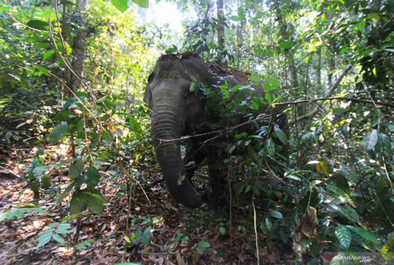 Kawanan Gajah Liar Rusak Tanaman di Kebun Warga Pekanbaru - GenPI.co RIAU