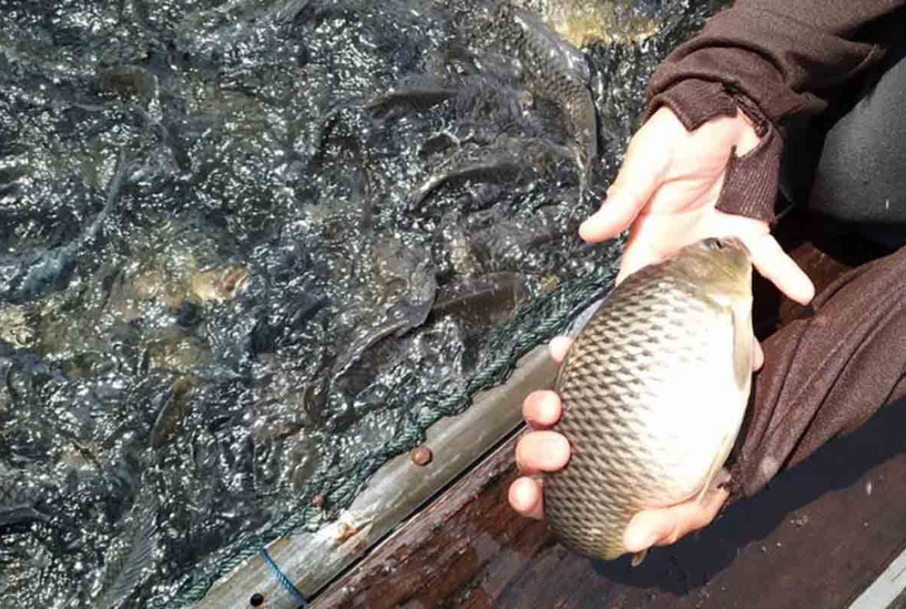 DKP Riau Beber 2 Penyebab 150 Ton Ikan di Waduk PLTA Kampar Mati - GenPI.co RIAU
