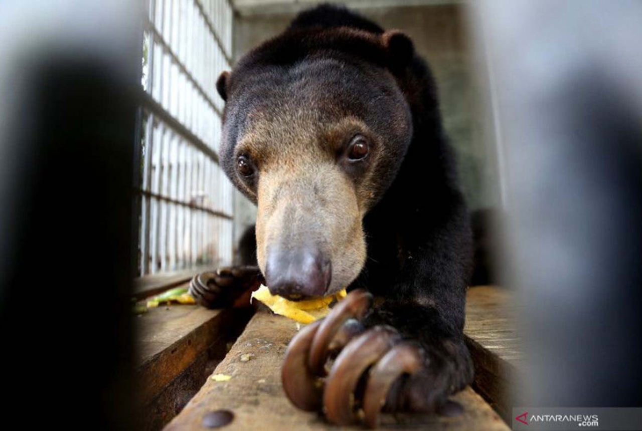 BBKSDA Riau Evakuasi Beruang Madu Meresahkan Warga di Inhu - GenPI.co RIAU