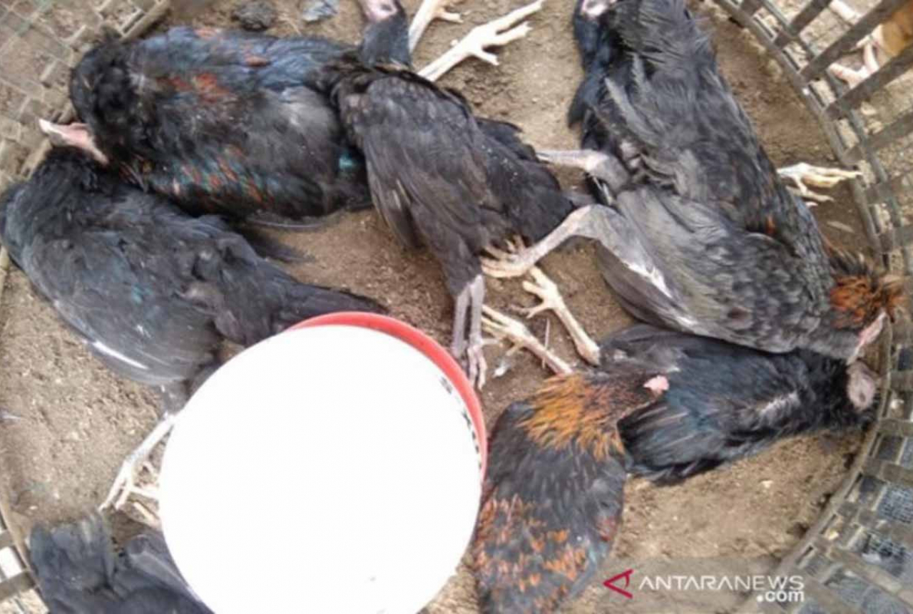 DPKH Riau Catat Total 543 Ayam Mati Mendadak di Kampar - GenPI.co RIAU
