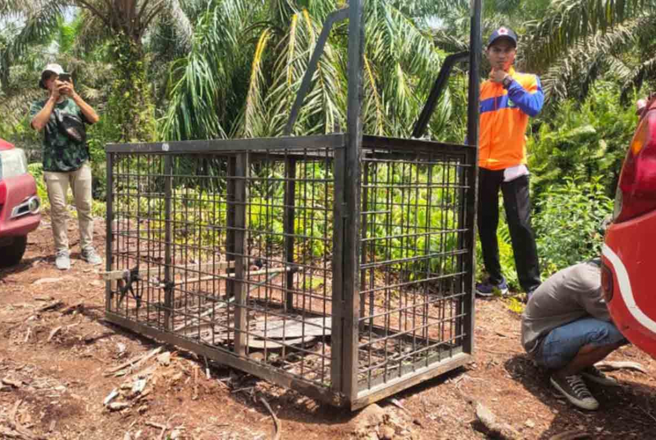 BBKSDA Riau Buru Harimau Sumatera Serang Warga di Siak - GenPI.co RIAU